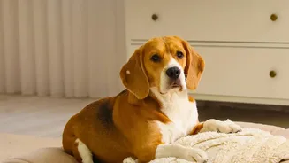 What to Ask About Cleaning Fees and Damage Deposits Before Booking With Pets