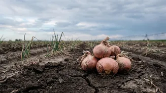 Karnataka Onion Growers Face Lower Output After Uneven Monsoon Rain