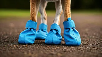 This Waterproof Dog Booties Pack Will Protect Pups