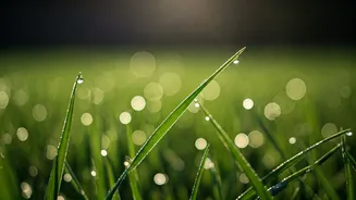 Mindful Barefoot Grass Walks Are the Newest Wellness Trend