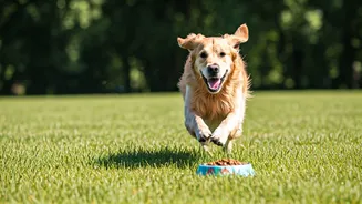 Pets Need Nutrition Plans That Match Their Activity