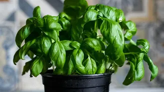 Balcony Herb Gardening During Rains: Protect Fresh Basil And Mint Plants