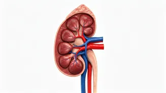 5 Morning Rituals That Harm Kidneys: A Urologist's Insights