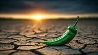 India's Changing Rainfall Could Bring Costlier Kitchens