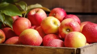 Why Logistics Innovations In Kashmir Cold Storage Are Preserving Apple Harvest Yields