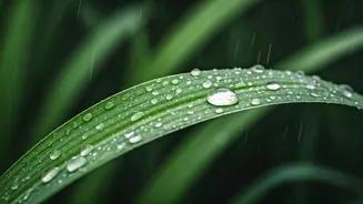 Immunity Basics Are Back In Rainy-Season Focus