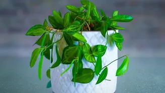 Houseplants And Indoor Air Quality Aren't As Simple As You Think