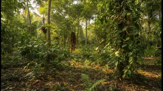 How independent backpackers uncover authentic Goan village culture via hinterland spice trail tours