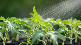 Weekly Organic Neem Spray Blocks Whitefly Infections On Tiny Tomatoes