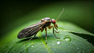 Fungus Gnats Are Back With Rainy Humidity