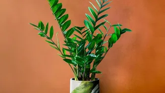 Thinking Of Buying Houseplants? Here's What New Air Quality Research Found