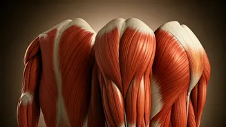 The Body's Powerhouses: Unveiling the 5 Largest and Strongest Muscles