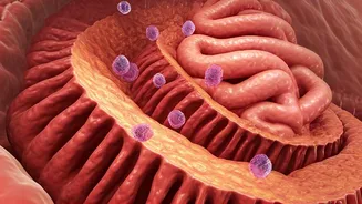 How Much Protein Can Your Body Absorb?