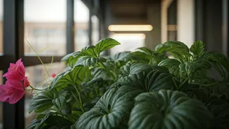 Airflow And Pruning Keep Balconies Happy
