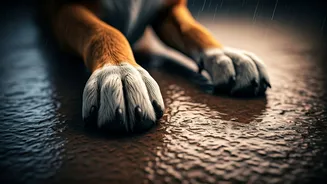 Monsoon Paw Care: Spotting Pododermatitis Signs In Outdoor Dogs