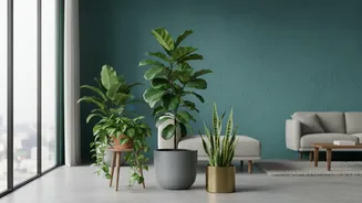 Planning Houseplant Shopping Should Balance Window Direction And Room Humidity