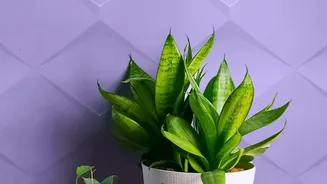 Plants Bring Calm Indoors But Air Cleaning Claims Need Perspective