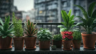Balcony Gardens Have Entered Their Rainy Audit