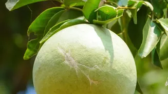 Uttar Pradesh Produces Most Of India's Amla With Pratapgarh At The Centre With Uttar Pradesh