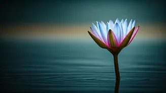 Embrace Your Path: Bhagavad Gita's Wisdom to End the Comparison Game