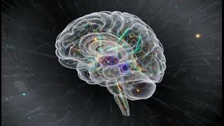 India's ANCHOR Atlas Charts More Than 200 Distinct Brainstem Structures