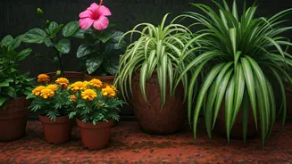 The Best Pot Plants For India's Monsoon