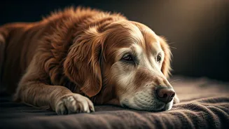 7 Key Indicators Your Beloved Dog May Be Nearing the End of Life