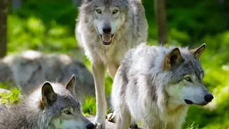 The Rise of Wolf-Watching Holidays Across Europe's Wild Regions