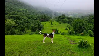 How to Care for Pets During the Indian Monsoon