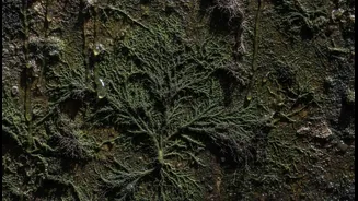 Moisture Leaks Can Create Mould Problems That Dusting Alone Will Not Solve