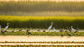India's Top 10 Birding Havens: A Wetland Journey for Avian Enthusiasts