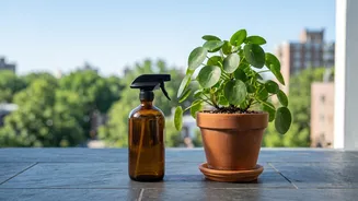 Use neem oil and soap for plant pests