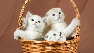 India's Expanding Pet Market Makes Service Quality Harder to Judge