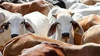 MP News: Four Cows Dead, Three Critical After Man Ties Over 2 Dozen Cattle To Illegally Occupy Land In Shivpuri