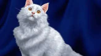 Identification Details Need Updating before a Cat Goes Missing