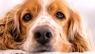 O luto silencioso entre os pets: como os animais da casa reagem à perda de um companheiro