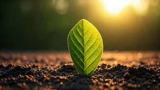 Beyond Sleep: Unlocking True Restfulness for Your Body and Mind