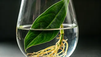 Propagating Rare Velvet Philodendrons In Glass Is Trending
