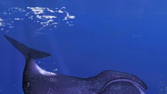 Why The Deep Ocean Is Central To Climate Science