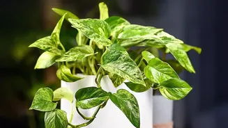 A complete beginner guide to choosing low-maintenance indoor air-purifying house plants for small bedrooms