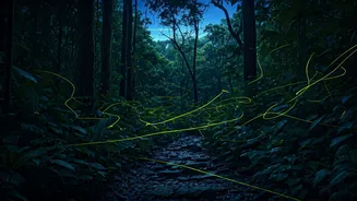 Magical Glowing Firefly Trails Attract Young Indian Trekkers This Weekend