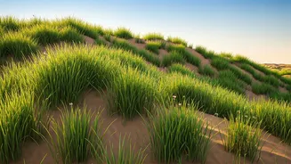 Green Dunes Are The Rare Jaisalmer Surprise