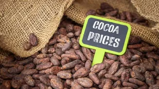How to navigate Africa's cocoa markets