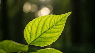 Photosynthesis Mystery Solved After 60 Years
