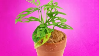 Why live potted plants represent growth and prosperity in eco-friendly festive gifting hampers