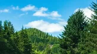 Scenic Driving Tips For Bengaluru Road Trippers Headed To Picturesque Forested Wayanad Trails