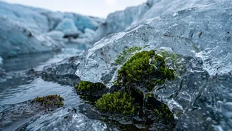 Research Update: Preserved Moss Helped Trace Ice Growth And Retreat