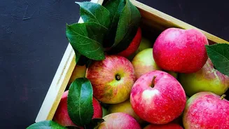 Streamlining Apple Storage: Kashmir Cooperatives Build Reliable Cold Chains For Valley Farmers