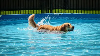 Pet Boarding Splash Zones Are Essential Weekend Vacation Goals