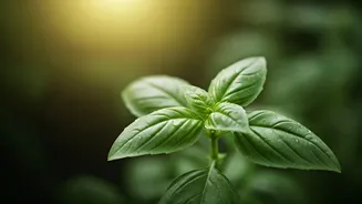 6 Natural Home Remedies to Keep Pesky Mosquitoes at Bay